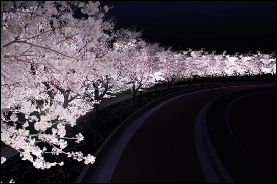 sakura.jpg