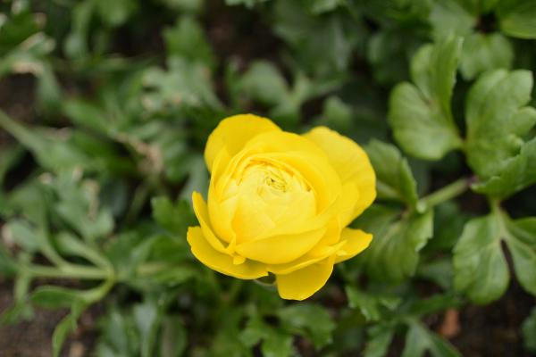 DSC_0087.jpg