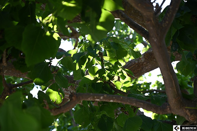 DSC_0473s.jpg